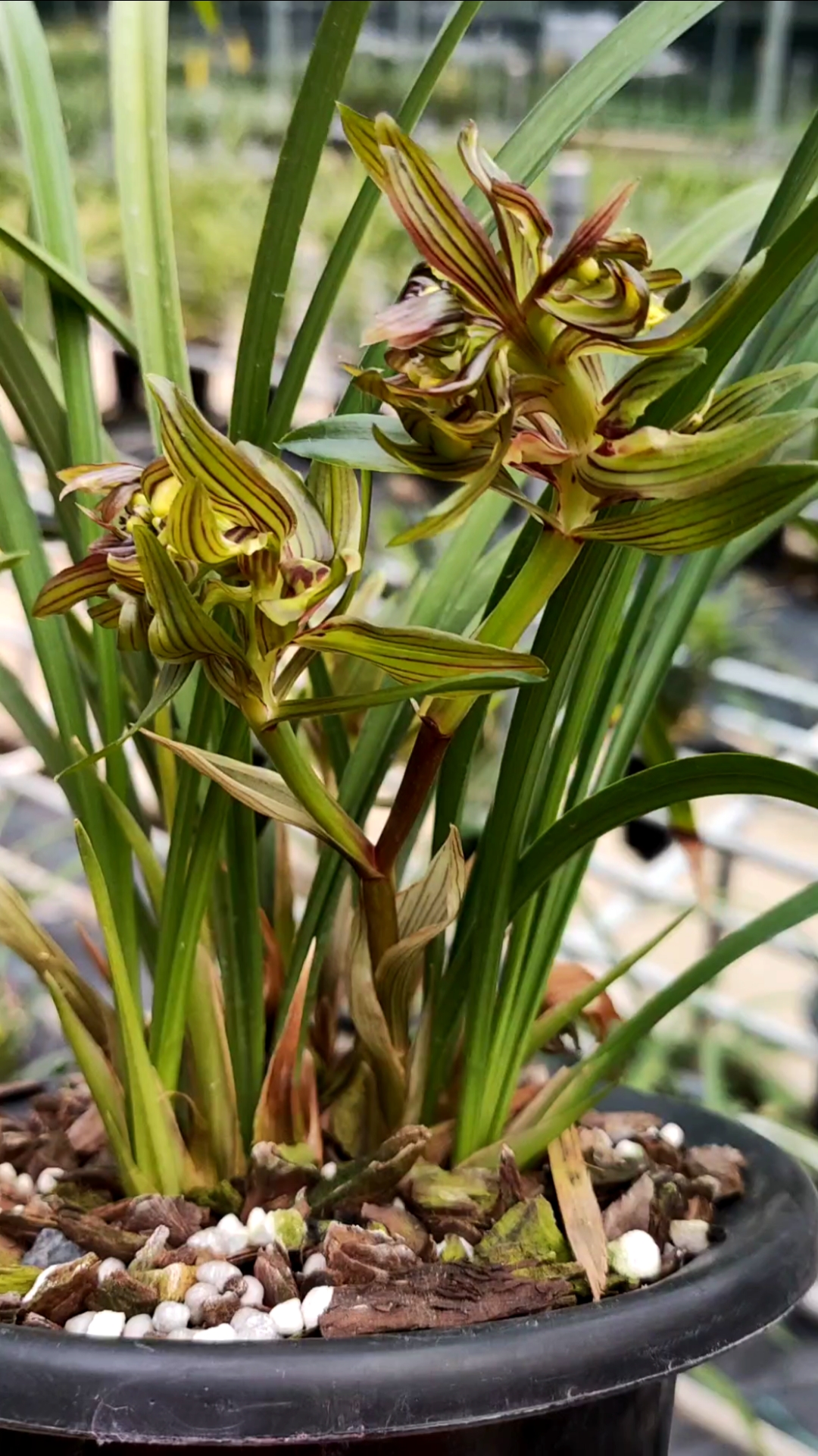 兰花#红花开富贵#春兰