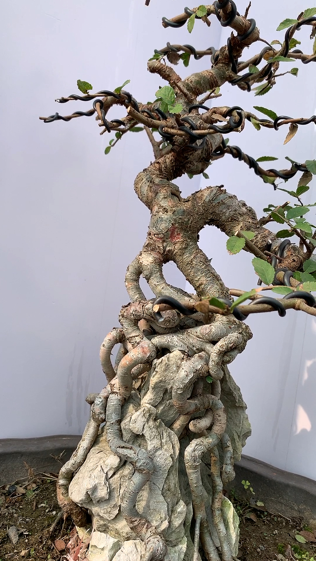 抱石榆树盆景,家有榆年年有余