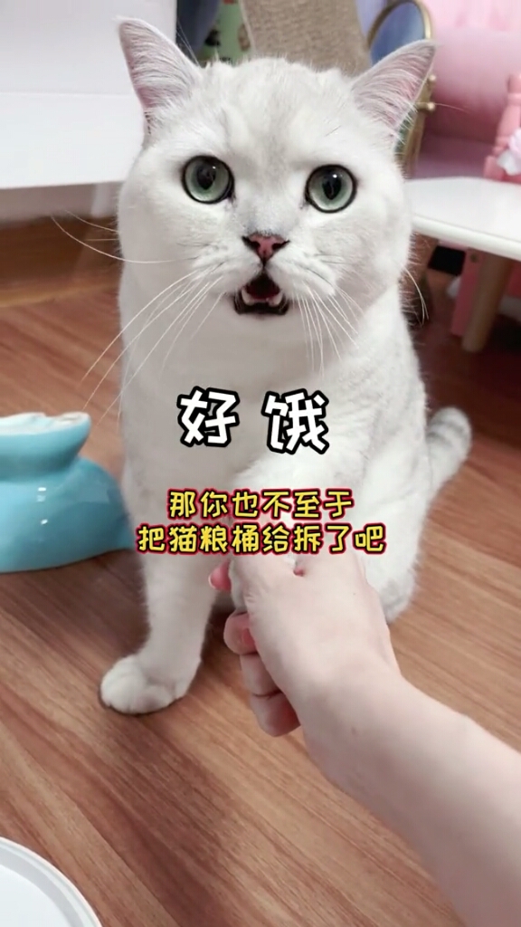 我家萌宠成精了今天大圆子好像有点不对劲