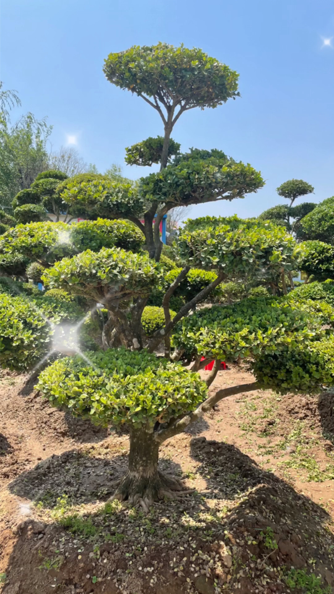 地栽黄杨树怎样造型图片