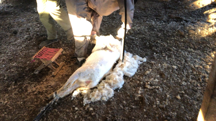 教你快速给羊断尾简单易学