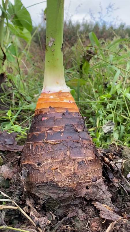 这么大的芋头你们有吗,广西荔浦芋头