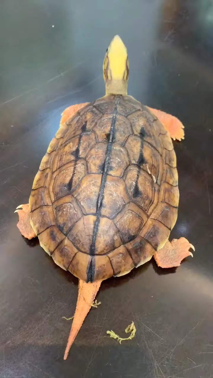 颜值爆表的金钱龟西线海南公