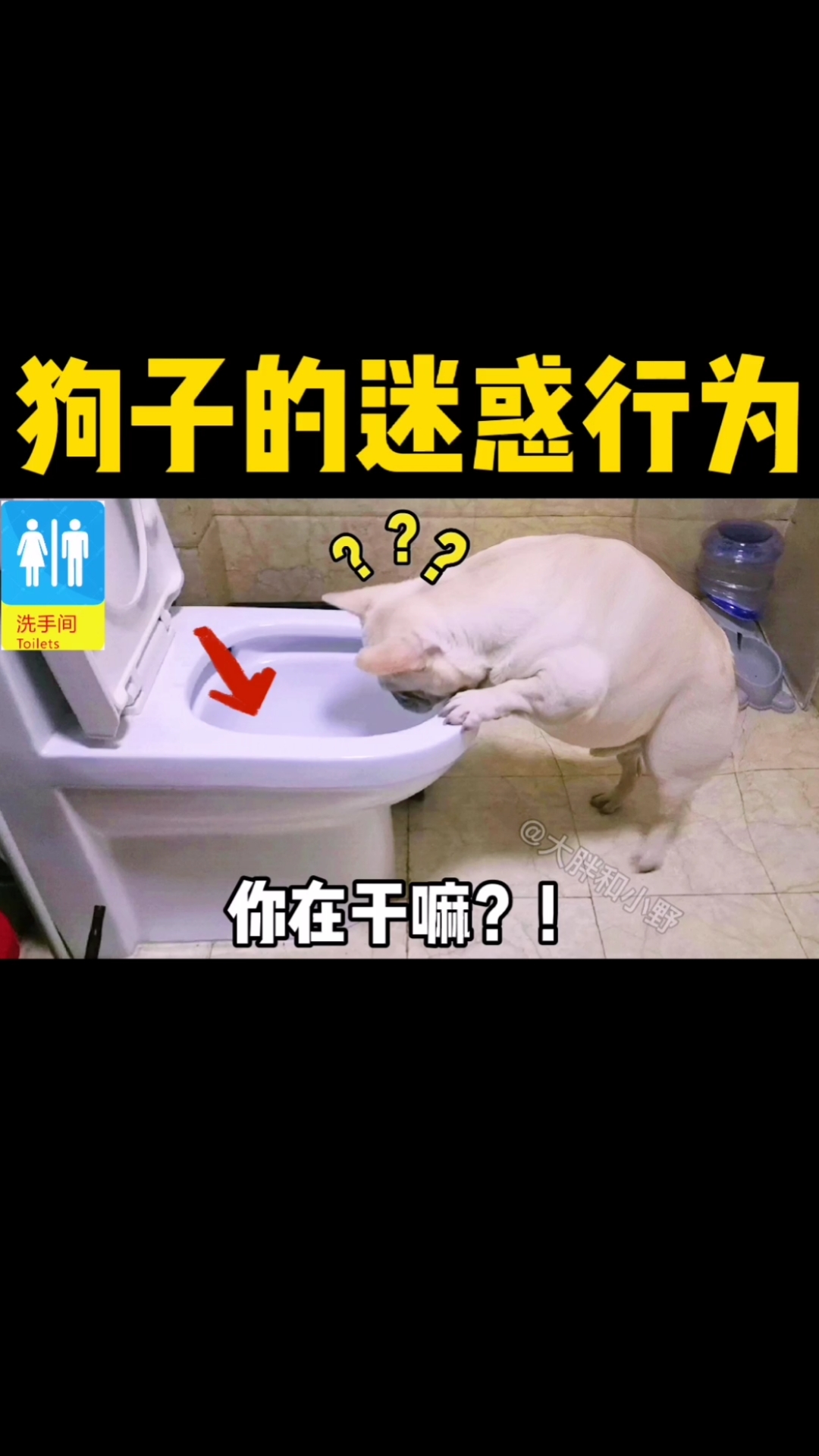 搞笑萌宠#狗子的迷惑行为…结尾真是服了,哈哈哈