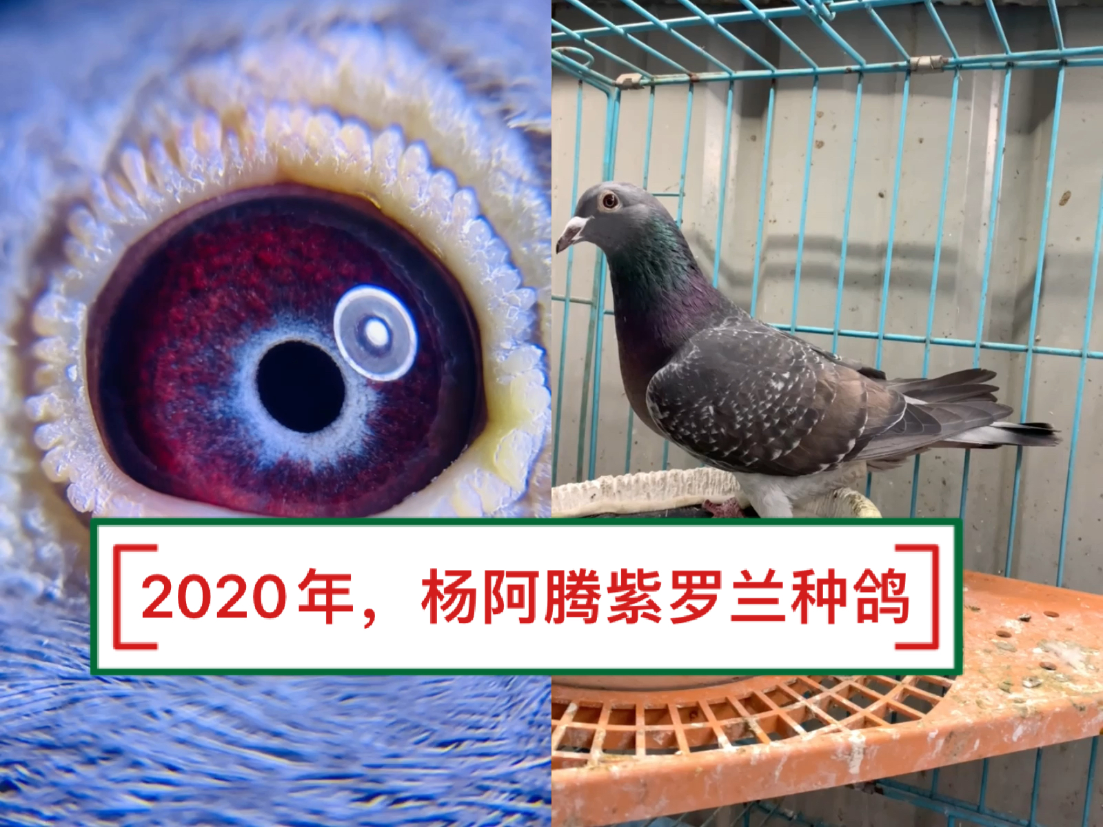 鸽子杨阿腾紫罗兰种母欣赏