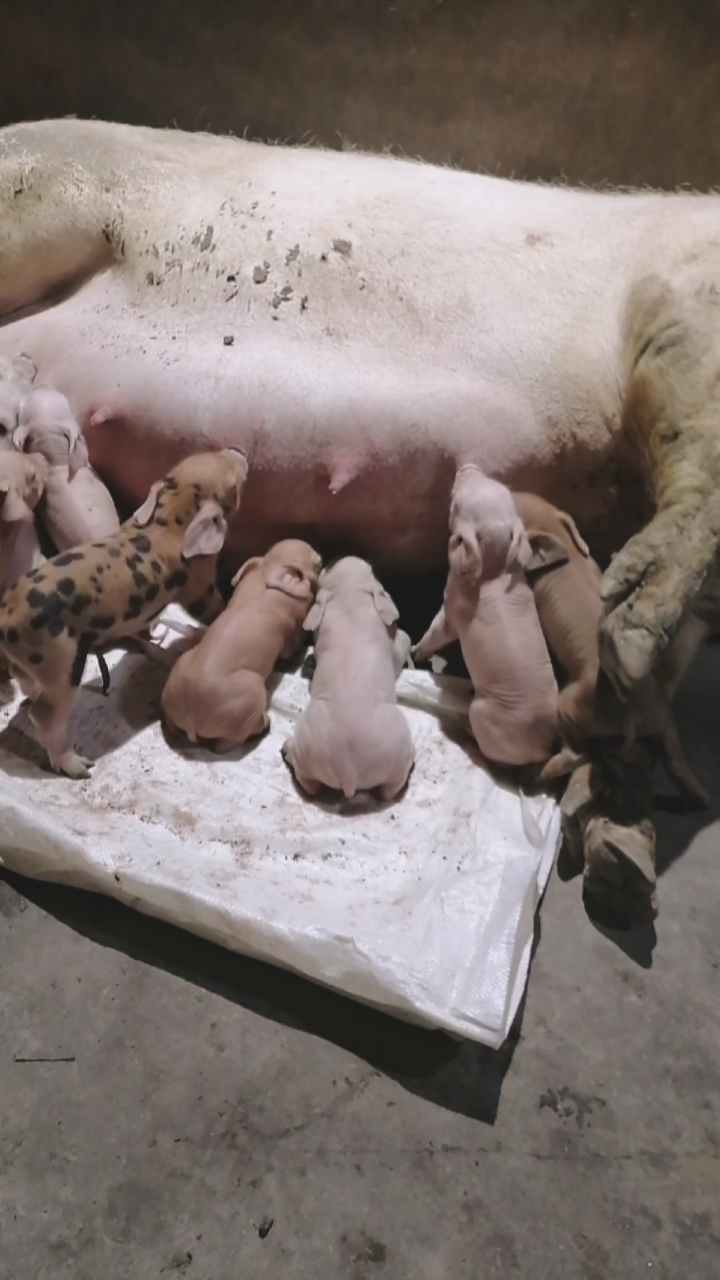 刚生下来的小猪崽可爱吧