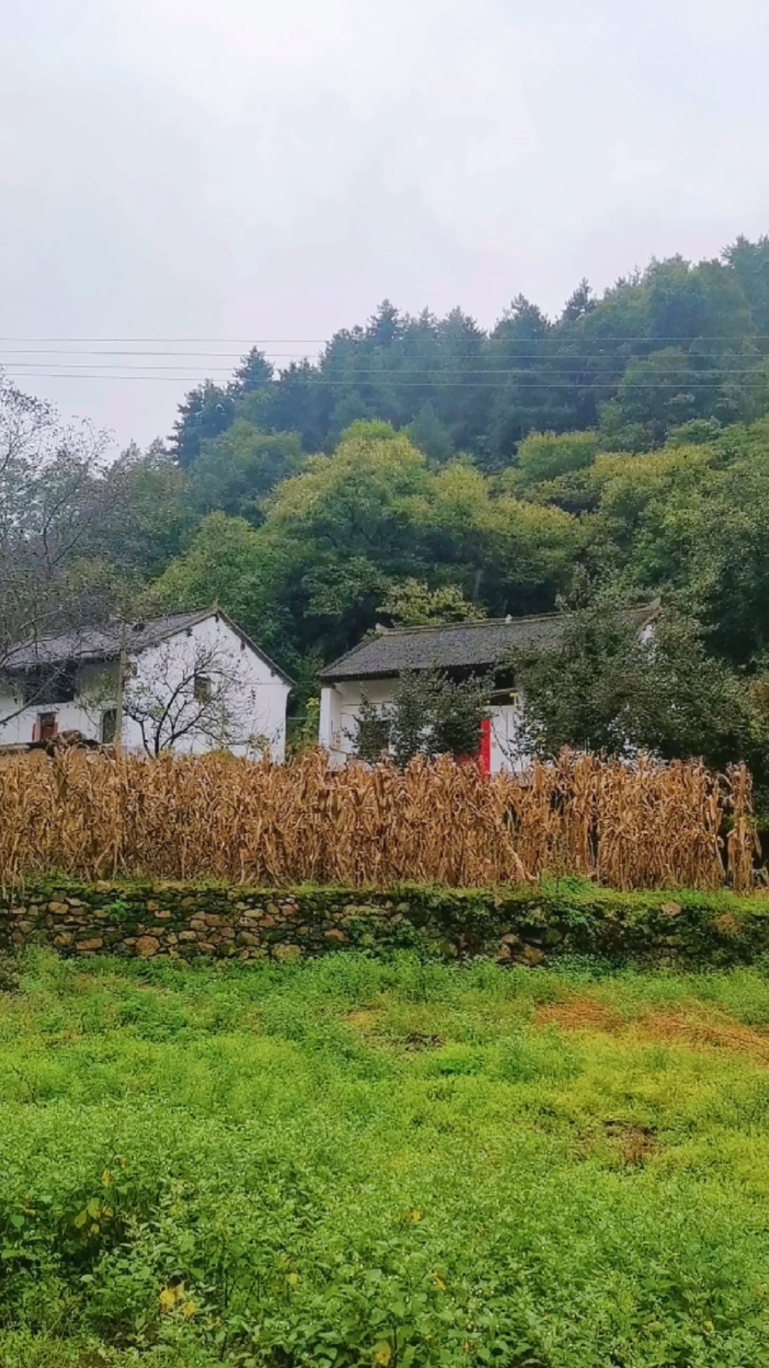 小山村#秋雨連綿不斷,一起感受別樣的小山村