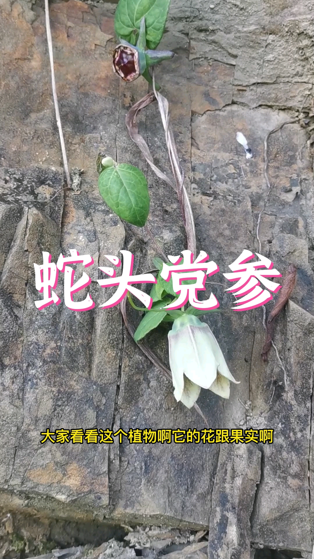 蛇头党参为什么叫蛇头党参