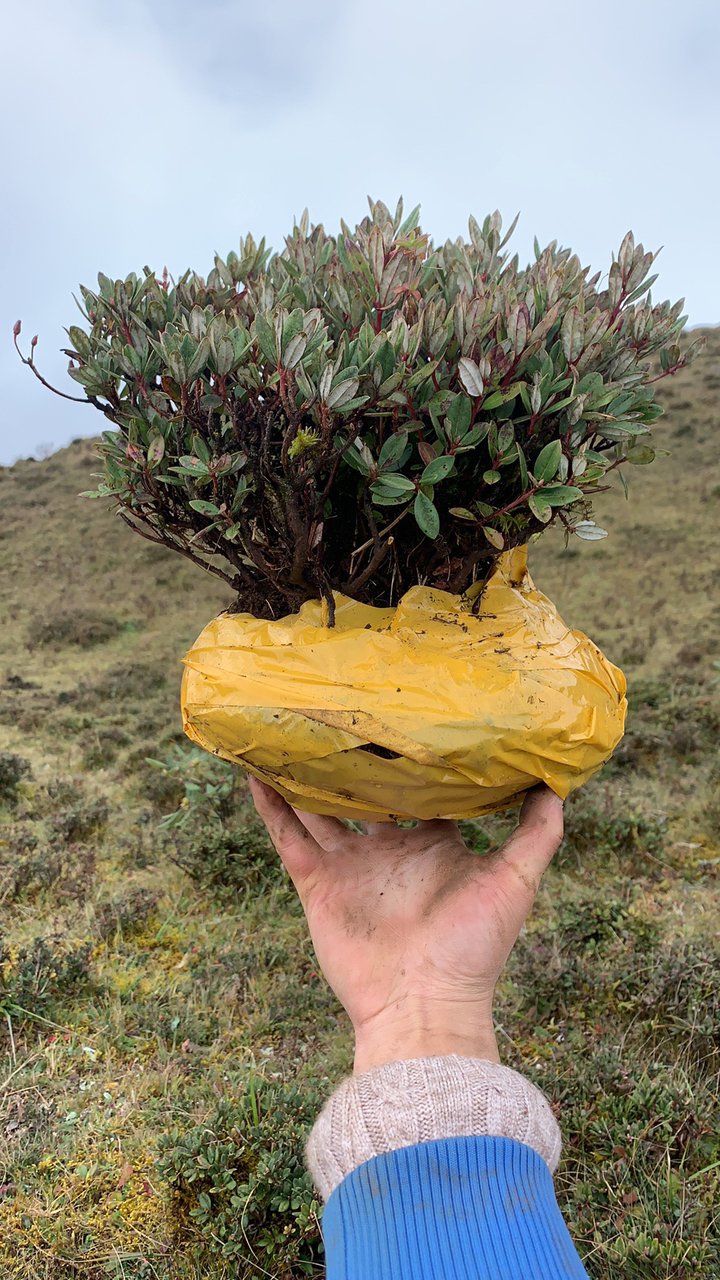 高山米叶杜鹃喜欢点个赞加个关注