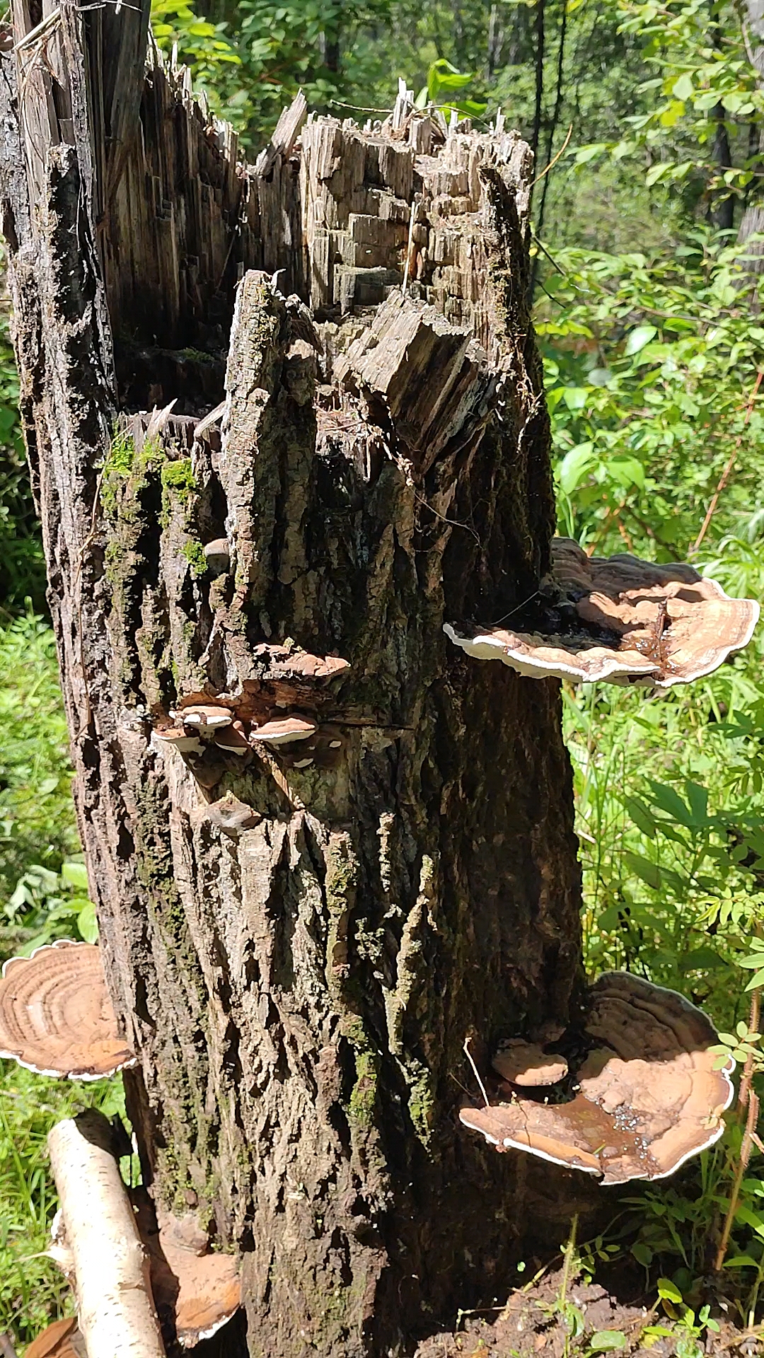 这个是树舌灵芝,也叫老牛干,或者瓶盖灵芝,市场价格不高,药用价值低