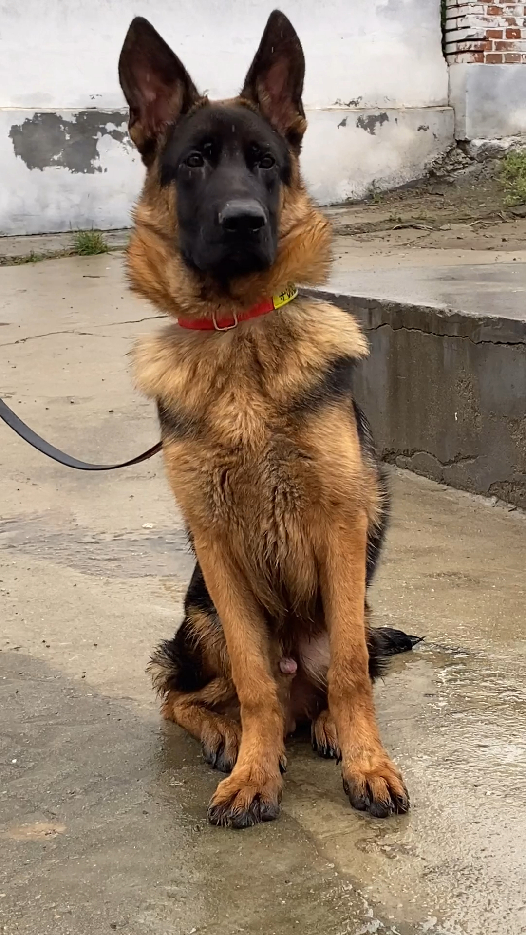 五个月德牧犬,这脸黑的晚上都找不到它.