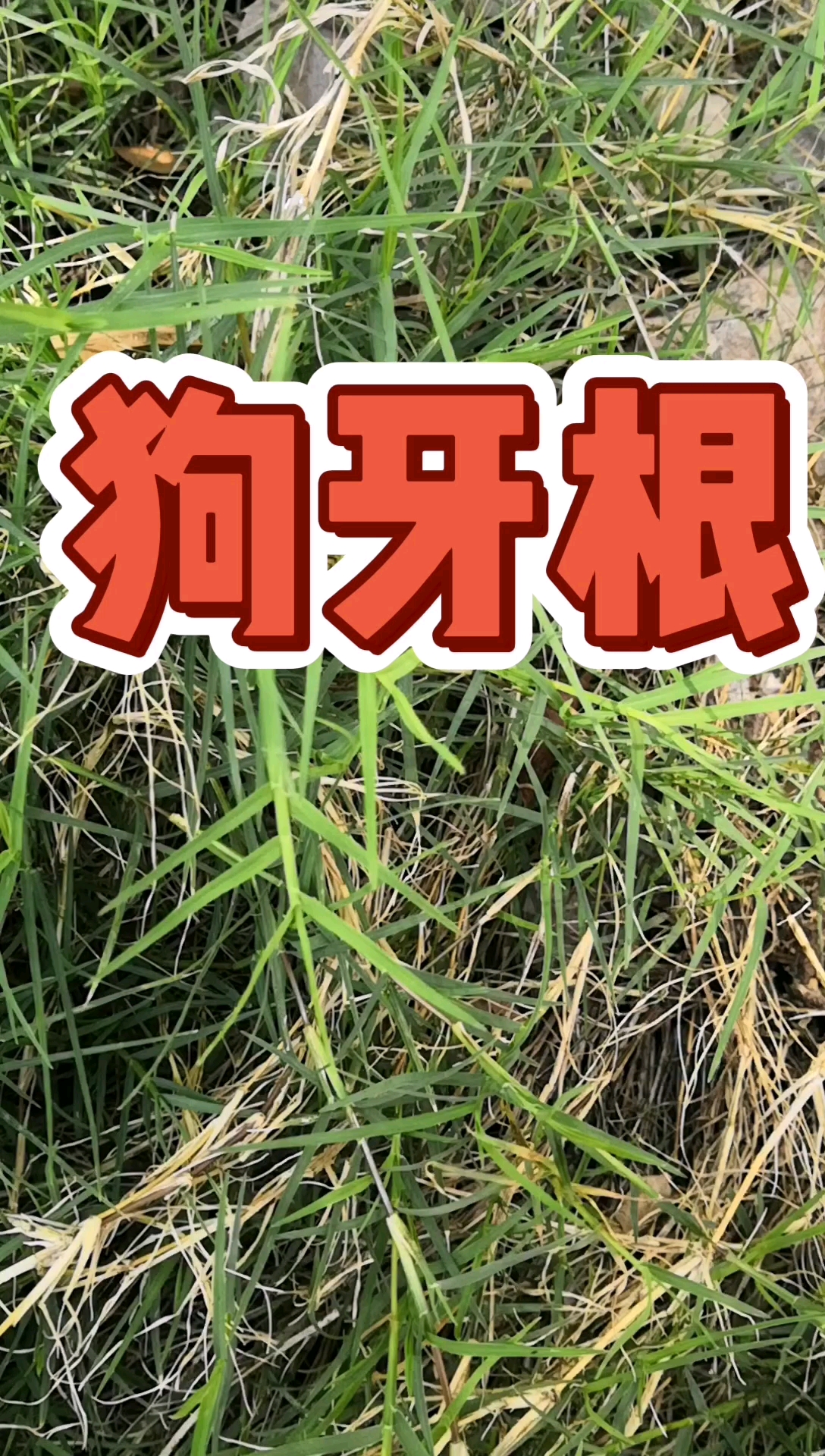 一个人人都看不起的草药,狗牙根