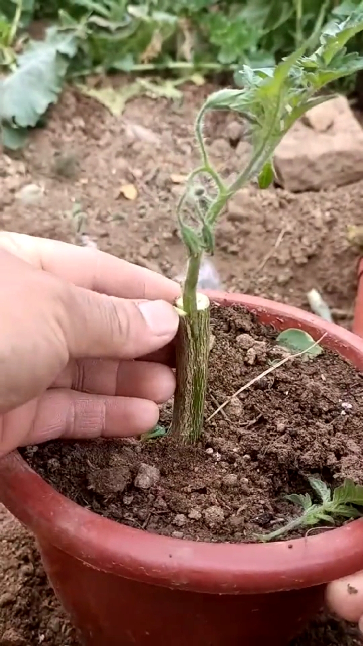 西红柿嫁接技术分享,你一看就学会.