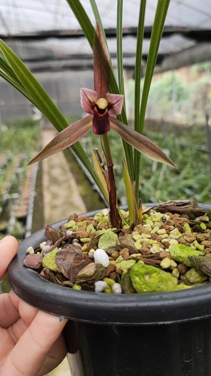 晚开的腾越红素这个品种太爱开花了