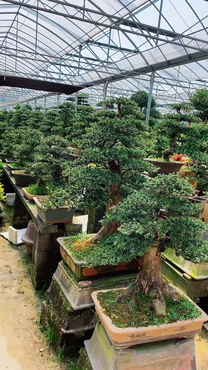 我要上热门镇宅辟邪富贵树罗汉松盆景