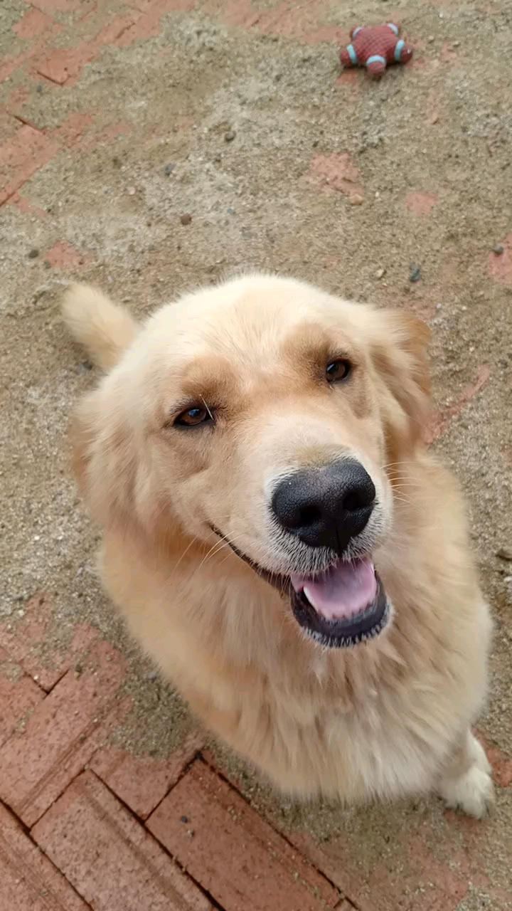 看看毛孩儿听着主人的吩咐,美哒哒的.