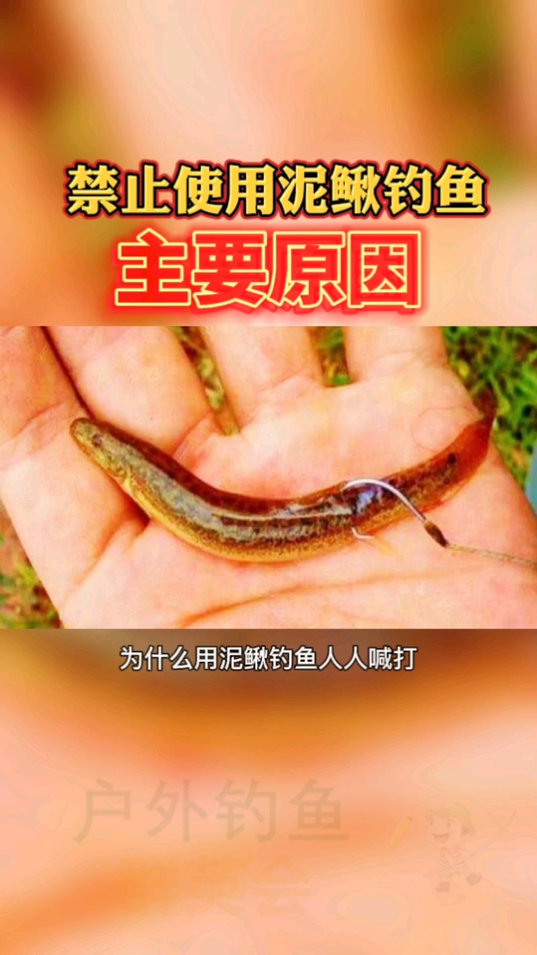 钓鱼使用泥鳅钓鱼人人喊打告诉你其中的主要原因