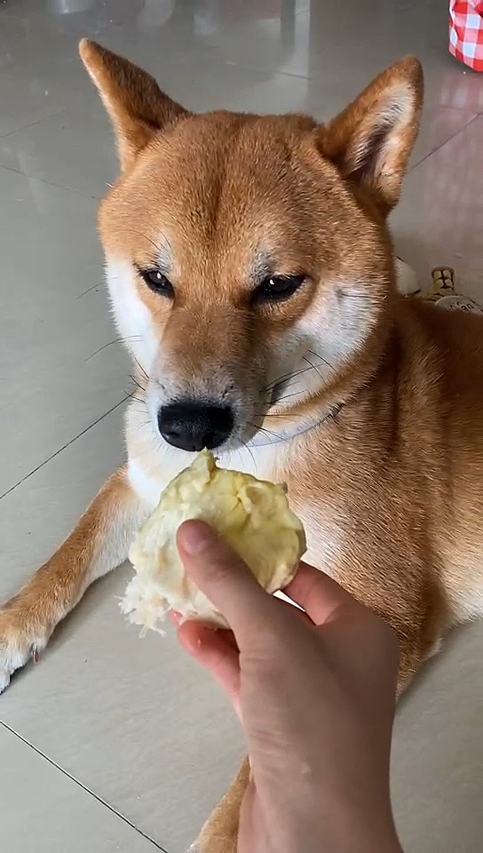 榴莲#主人请狗子吃榴莲,闻到榴莲的味道,整个狗生都不开心了