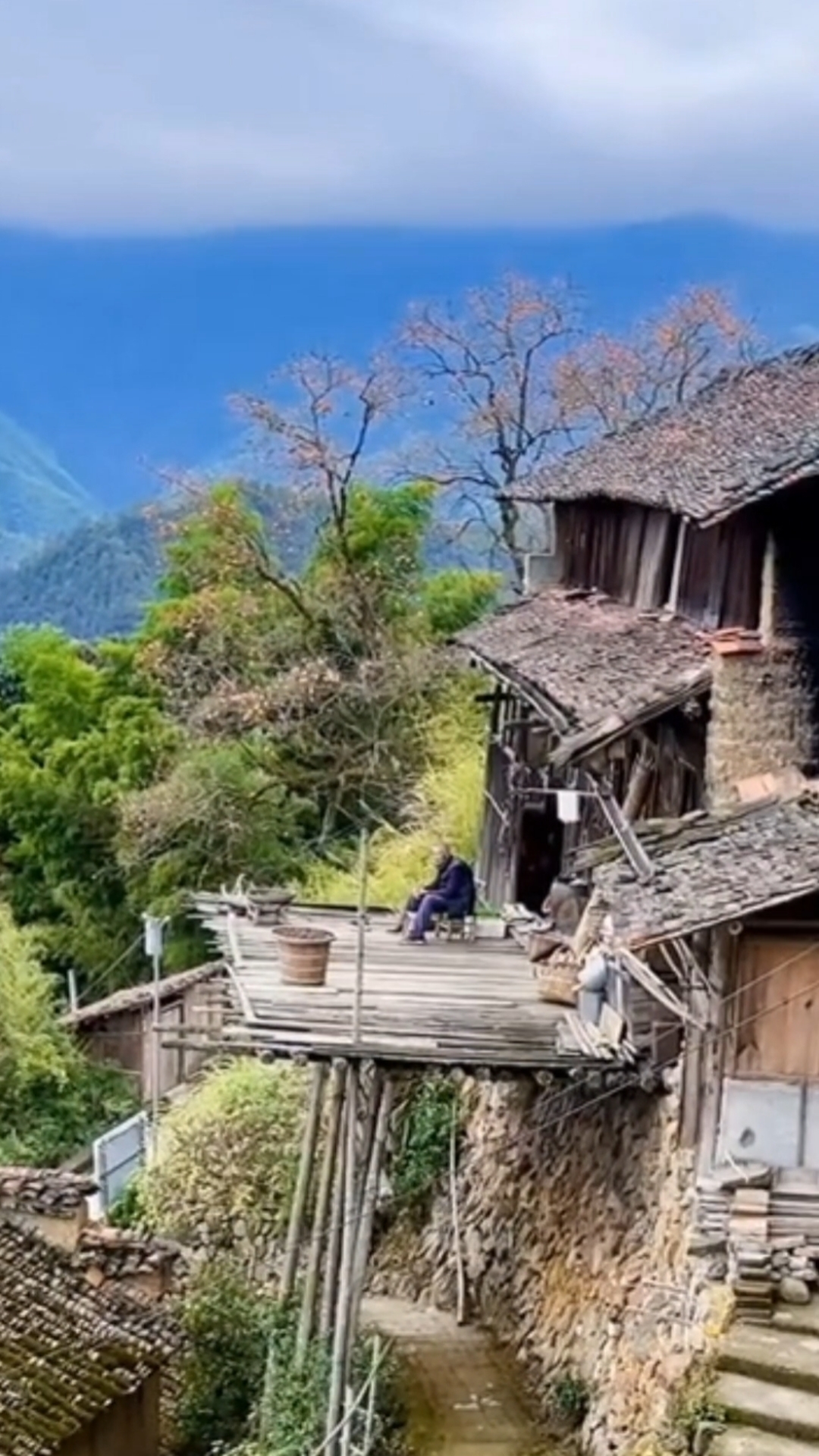 深山里,一户斑驳的老房子旁,一颗柿子树上结满了柿子无人采摘,户主