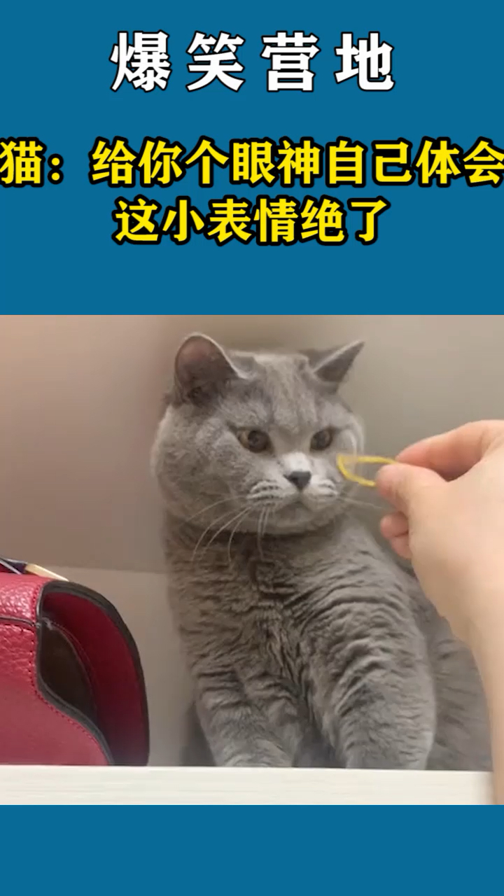 猫:给你个眼神自己体会,这小表情绝了