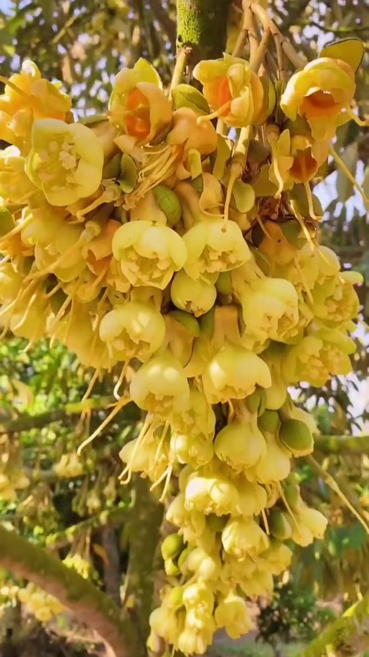 金枕榴莲苗#金枕榴莲开花很漂亮,广西广东种植已成功-度小视