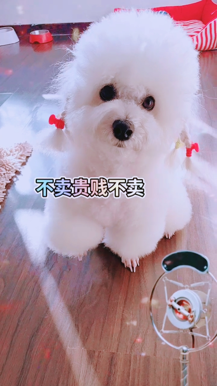 小小爱宠萌化你#哈哈不卖贵贱不卖,我家可爱的丝丝小神兽多少钱都不