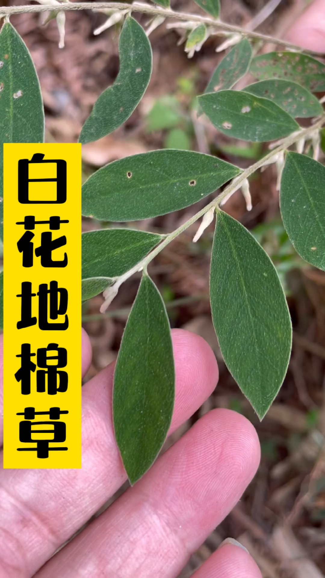 白花地棉草煲汤很香赶紧采回去