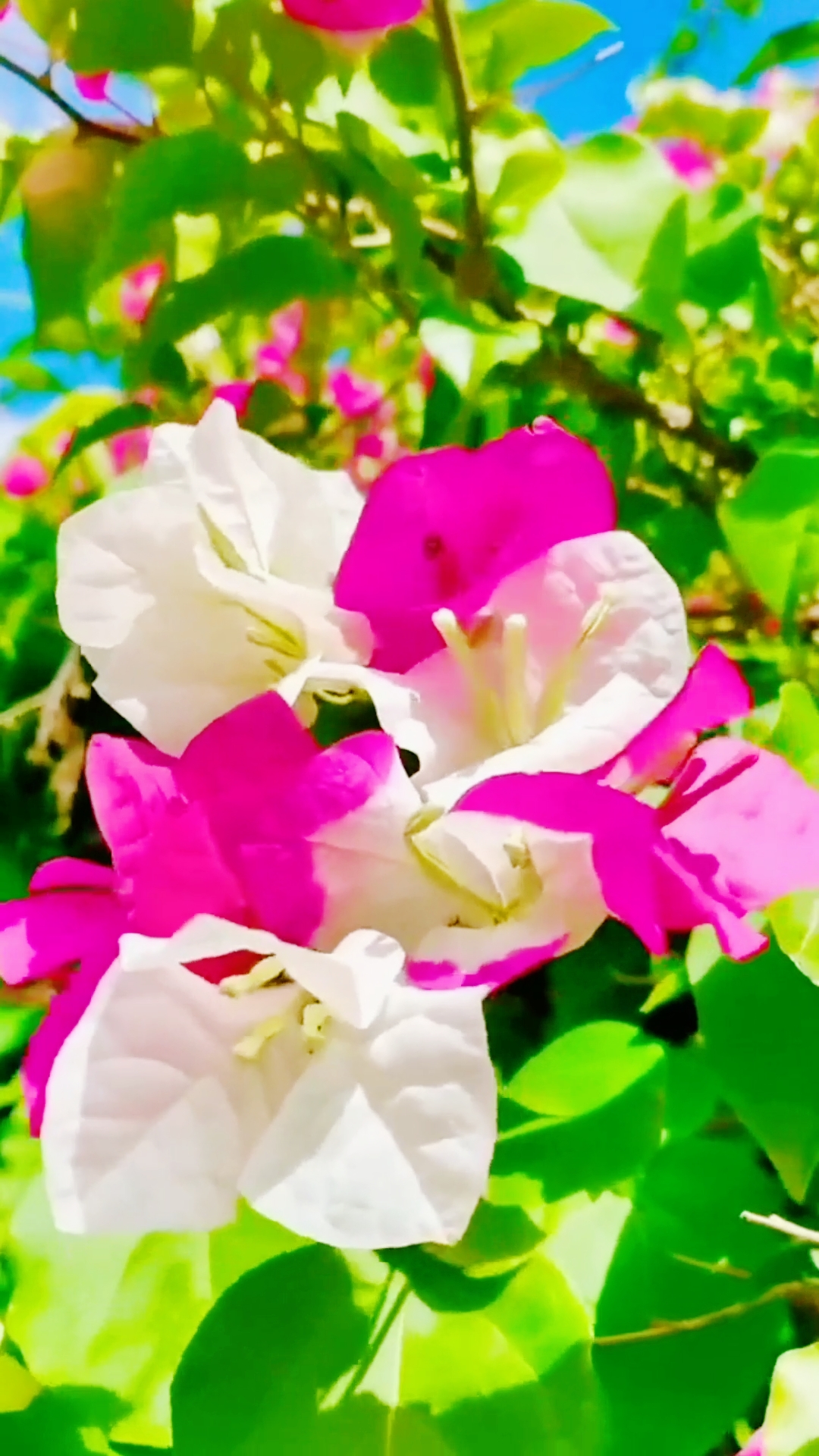 #欣赏随拍写真#三角梅,随风飘摆的小花特别美丽-度小视