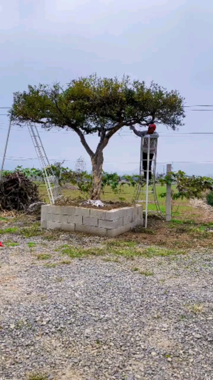 庭院大红袍石榴树树形优美骨架清晰工人修剪得当寓意红红火火多子多福