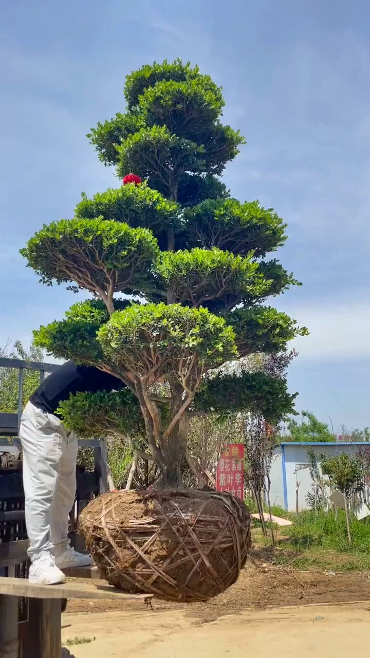 瓜子黄杨造型树家有黄杨世代栋梁四季常青不落叶耐寒耐旱适合庭院别墅