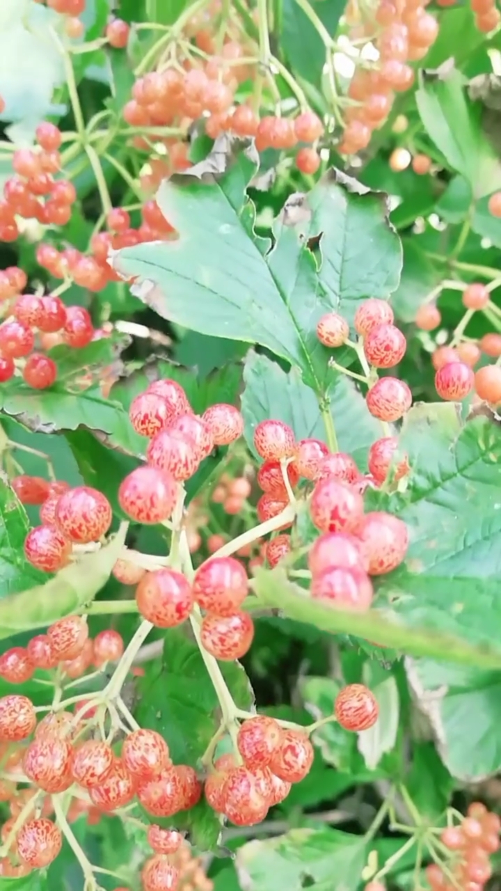 家花野花鲜花