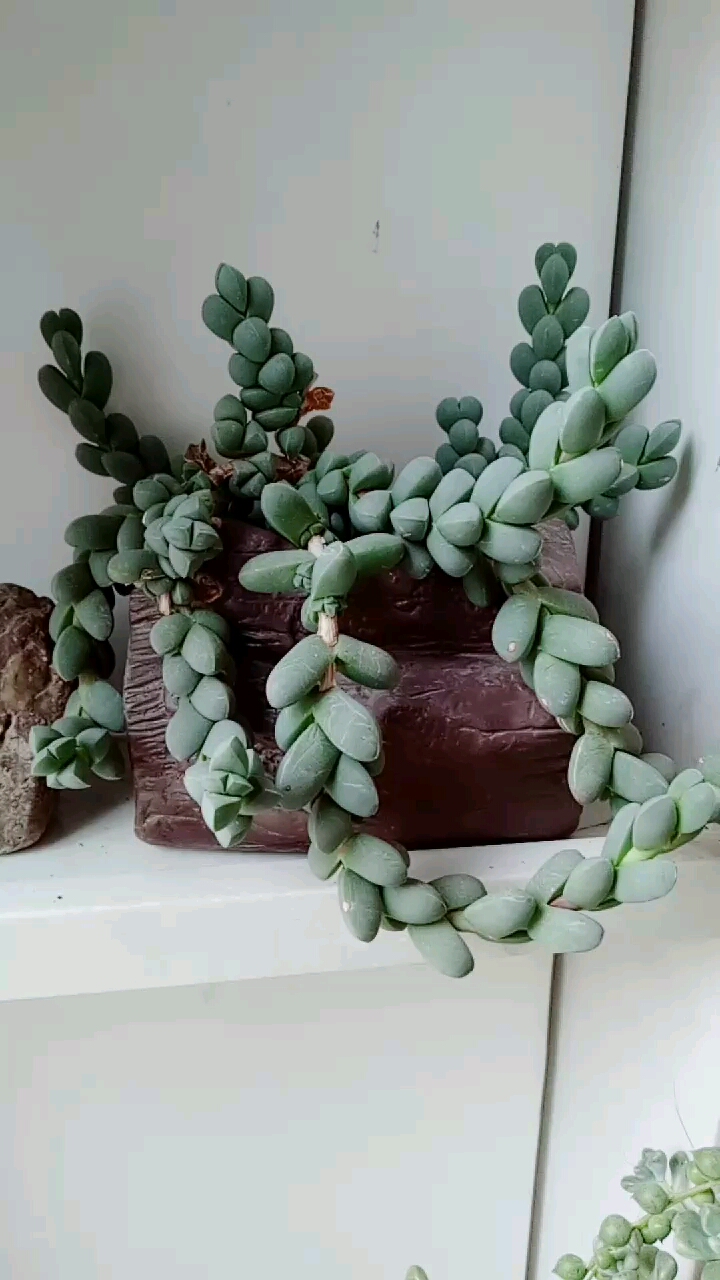 鹿角海棠多肉植物
