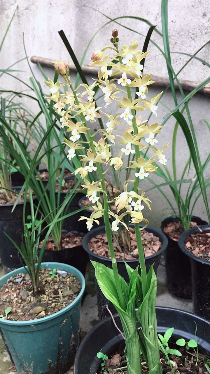兰花#虾脊兰开花啦