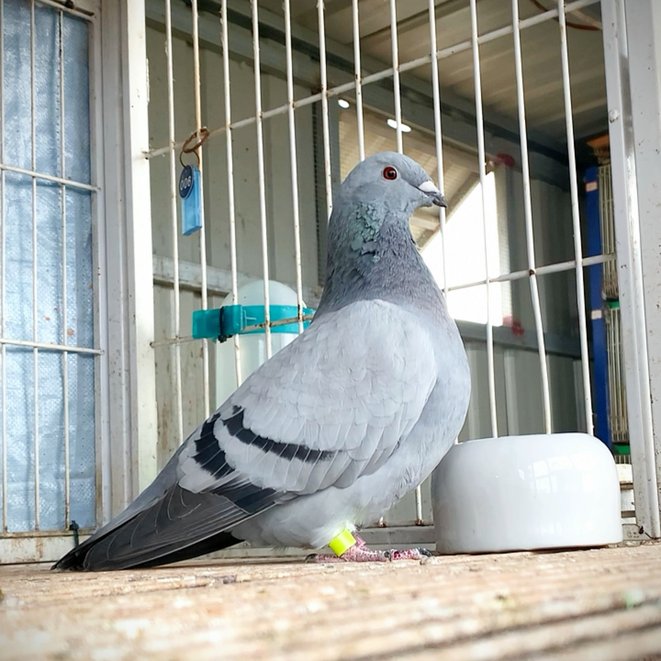 鸽子#品评鸽种鸽欣赏