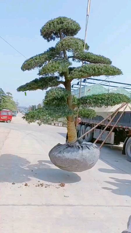 造型罗汉松四季常青不落叶适合庭院别墅农家小院绿化栽植