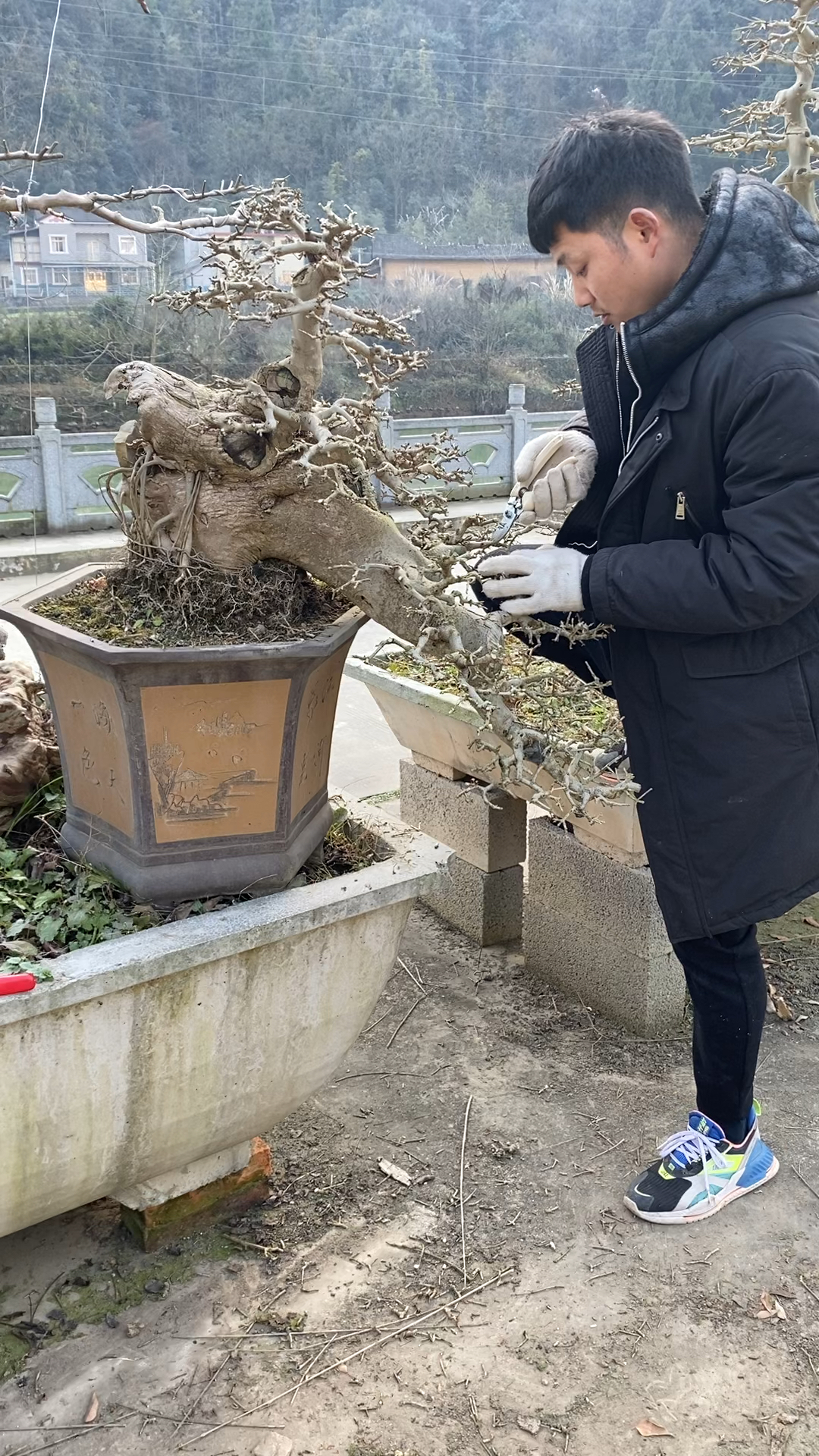 对节白蜡#修剪悬崖对节白蜡.