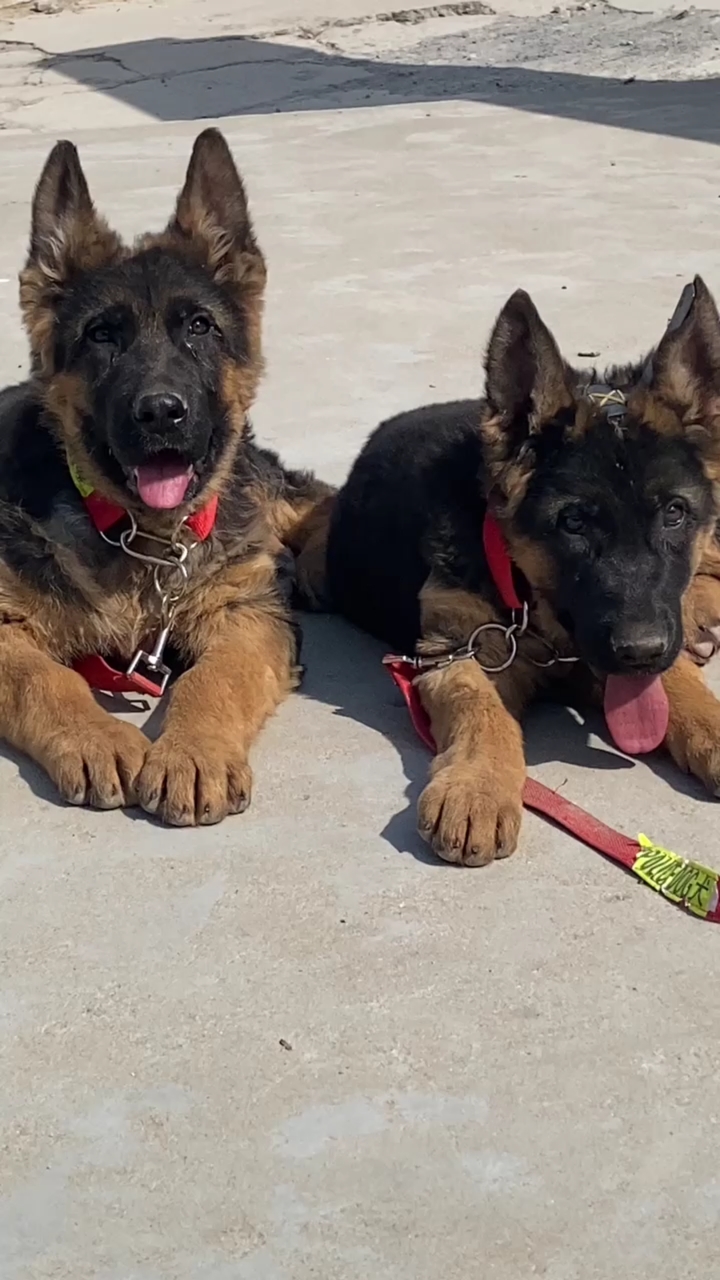 三个月德牧长成这个样子了,以后一定漂亮的没有朋友啊!