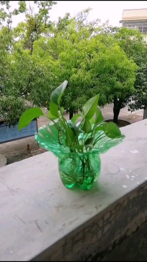 雪碧瓶做花盆制作方法图片