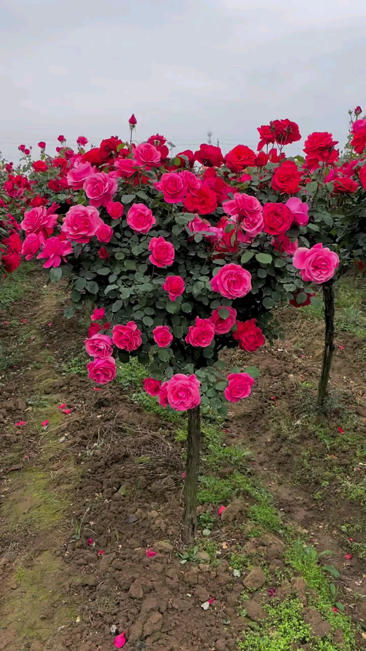 大花国月树桩月季