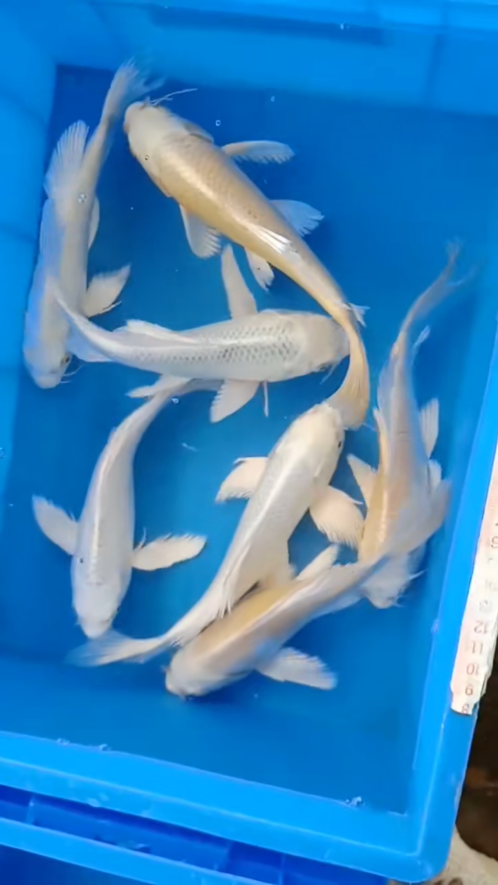 锦鲤#每一尾都是长胡须大鼻子花超赞[强][强]7尾21-22厘米左右168元