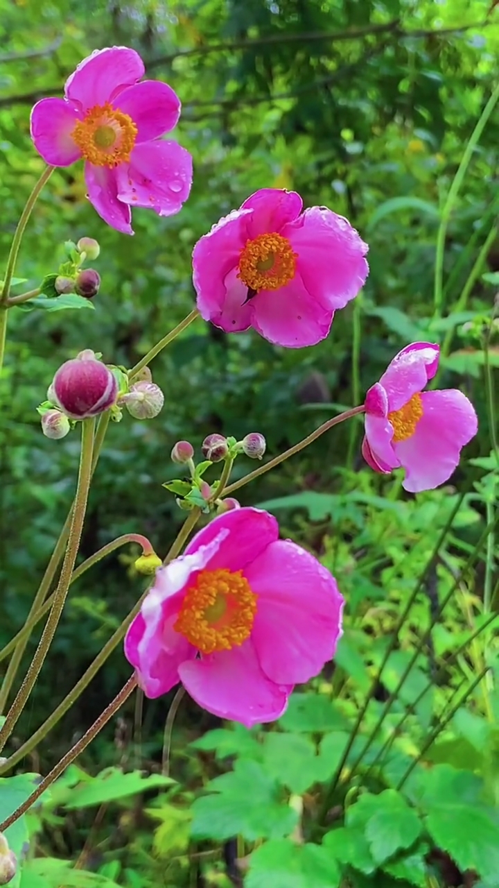 720_1280竖版 竖屏