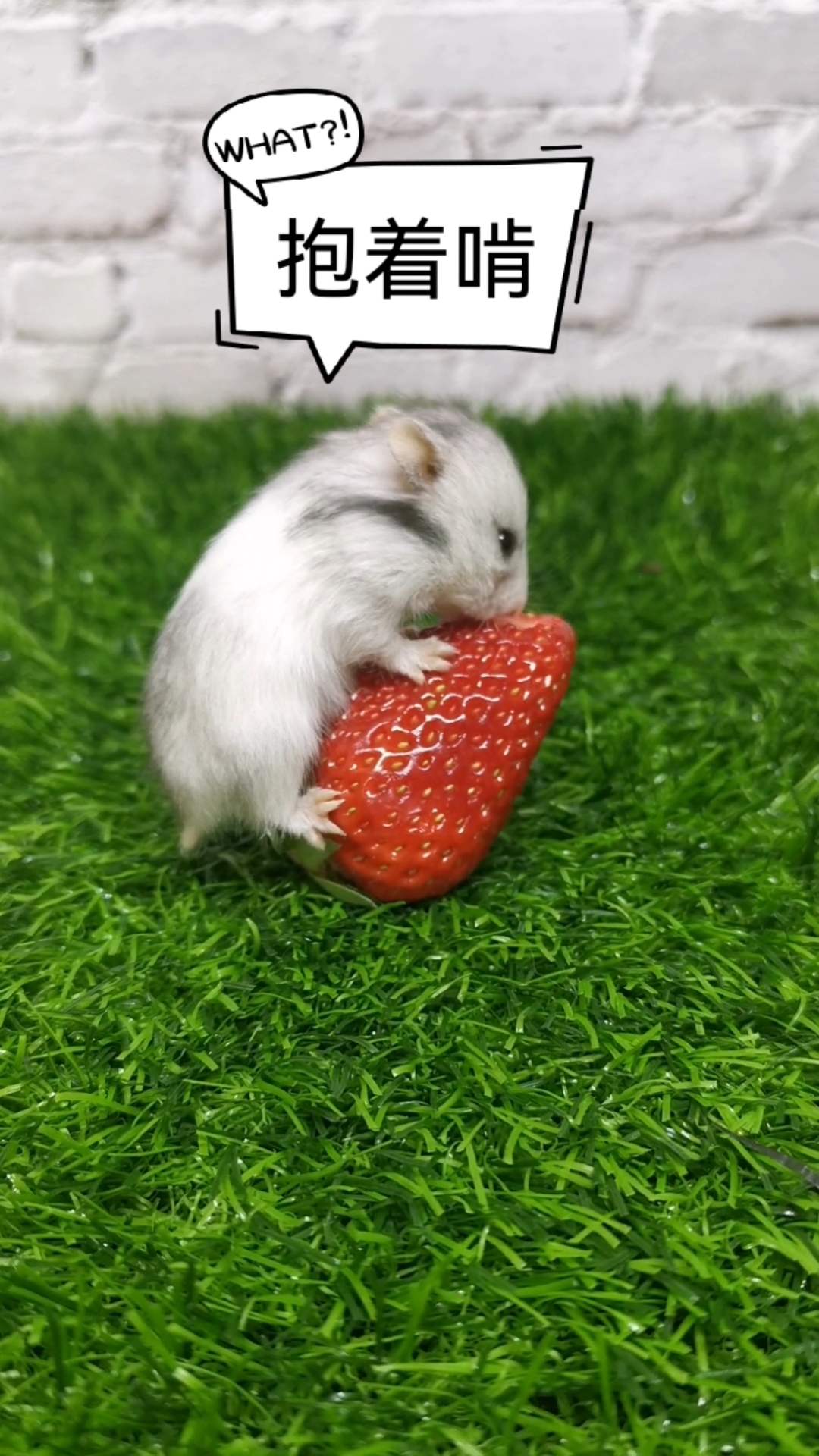 仓鼠#这一个草莓够你吃好几天了
