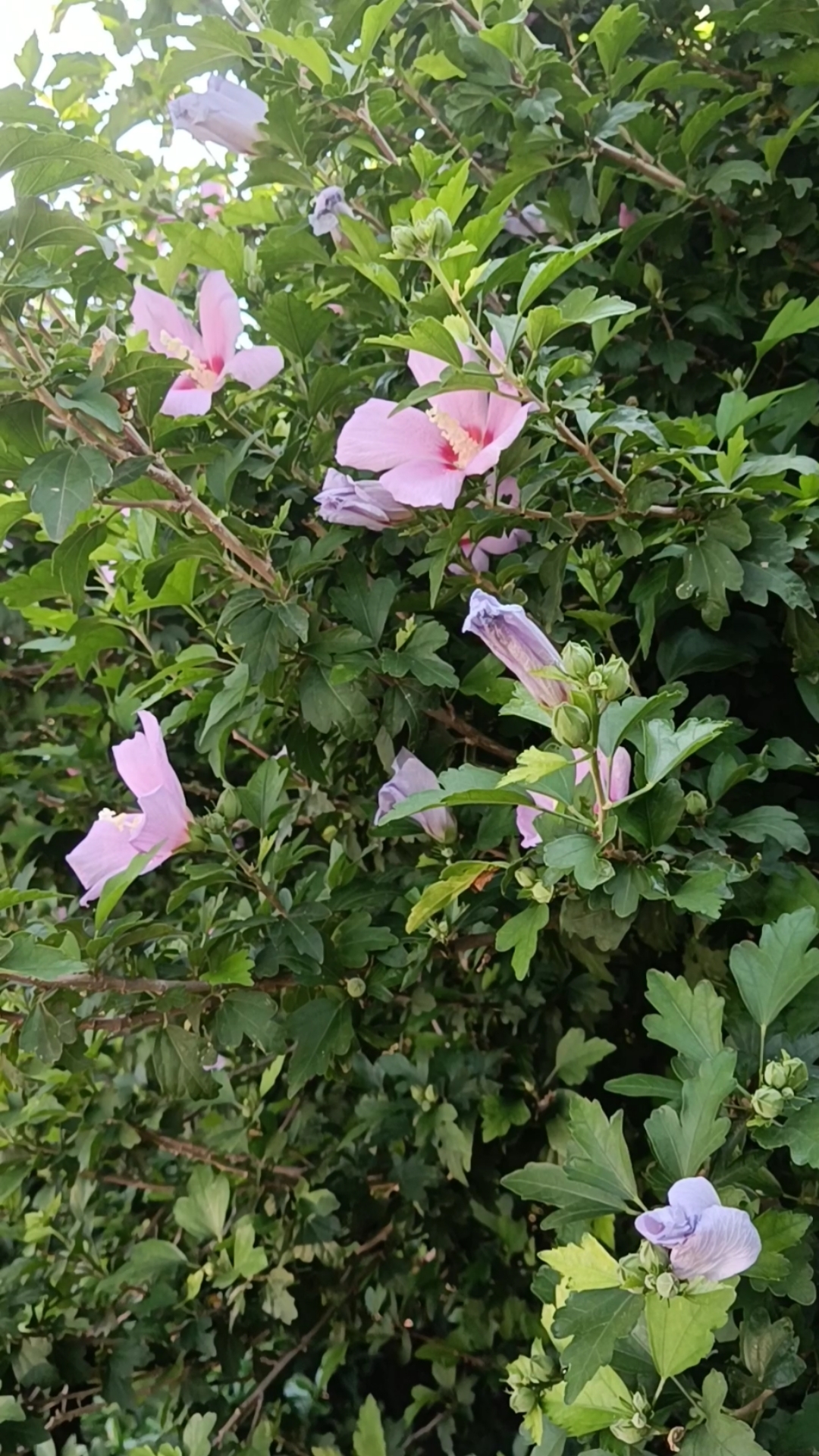 手机摄影#漂亮的粉花树!