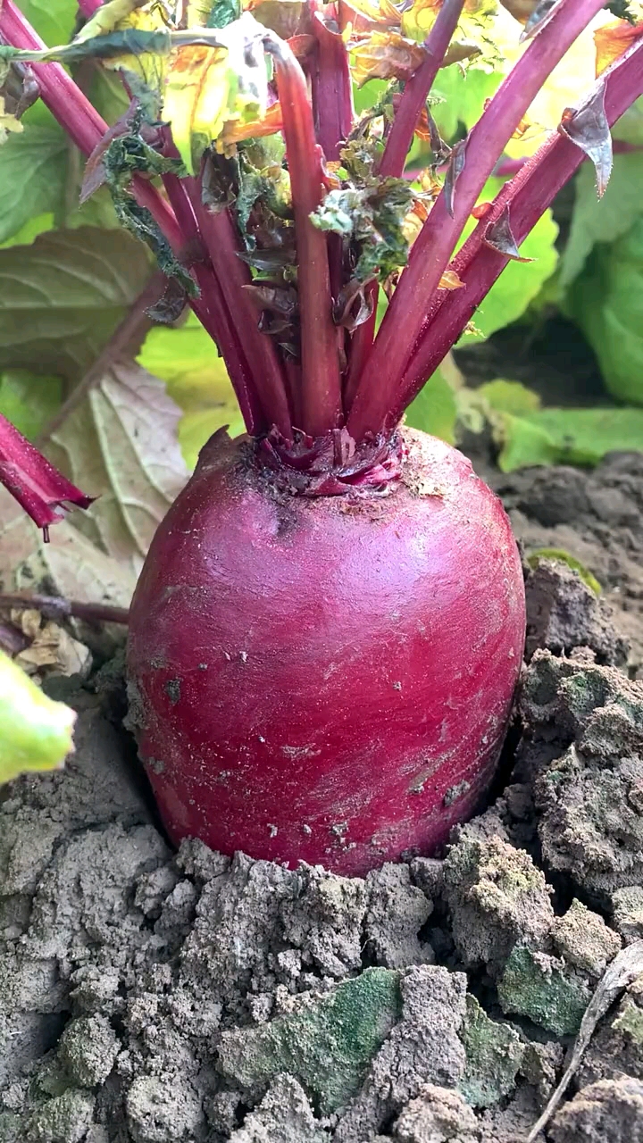 优质农产品#紫美人水果萝卜,优质农产品.-度小视