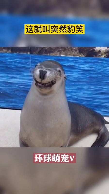神奇动物世界#你见过海豹微笑吗?-全民小视频