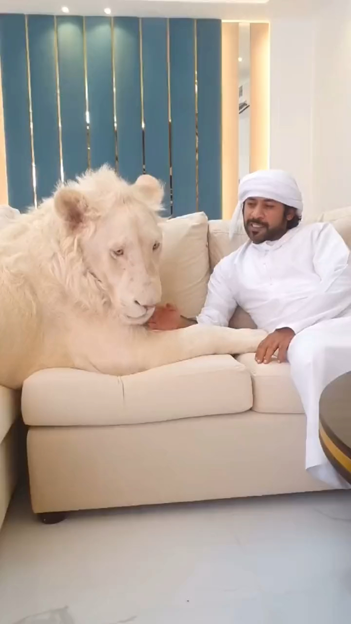 狮子就是沙特土豪的宠物