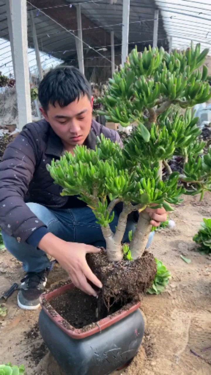 完美脱土,超美的吸财树老桩