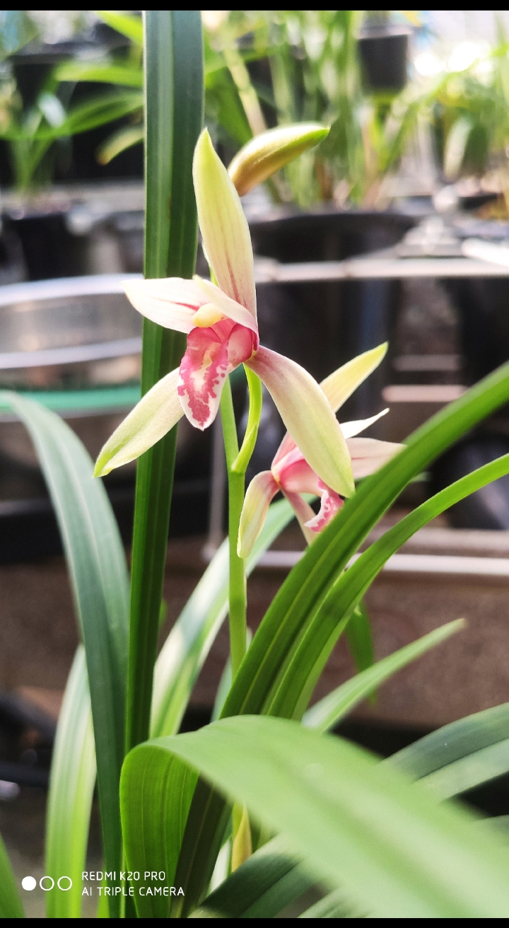 兰花#建兰秋水伊人今年首开