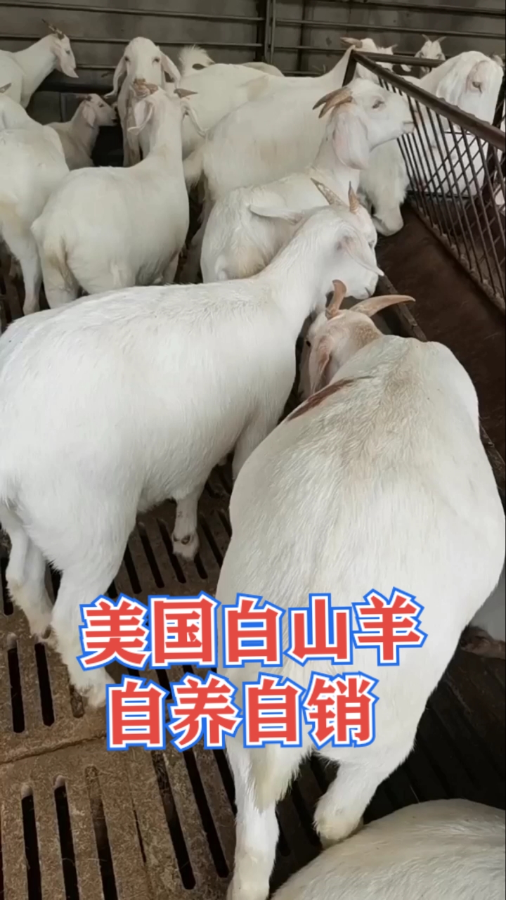 农村生活农村事#农家自养自销美国白山羊,出栏早,适应性强,繁殖能力