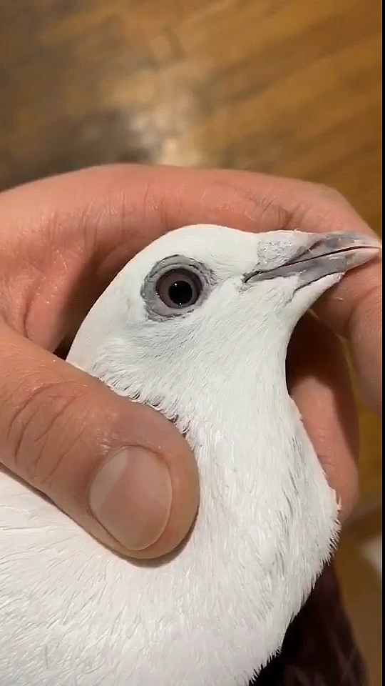 鸽痴的鸽子#这应该不算玉嘴吧